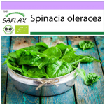 SAFLAX &ndash; Mahe &ndash; Spinat &ndash; Hiiglaslik talv &ndash; 250 seemet &ndash; Spinacia oleracea