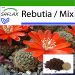 SAFLAX - Rebutia - 40 seemet - Potisubstraadiga paremaks kasvatamiseks - Rebutia Mix