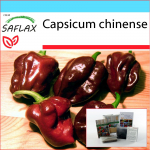 SAFLAX - kinkekomplekt - Chili - Habanero &scaron;okolaad - 10 seemet - Koos kinkekarbi, kaardi, etiketi ja potisubstraadiga - Capsicum chinense