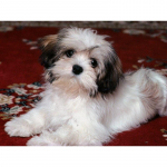 DIY Dog 5D Teemantmaal t&auml;isring puur Loom Teemanttikandid Mosaiik Vaik Ristpistes Kunstsein Kodukaunistuse kingitus Full Round 20x30CM