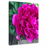 L&otilde;uendiprint Pojeng Pink Flower Nature 40x60 roosa