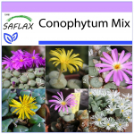 SAFLAX - &Otilde;itsvad kivid / Conophytum Mix - 40 seemet - Conophytum Mix