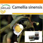 SAFLAX - Aed kotis - Teetaim - 6 seemet - Substraadiga sobivas p&uuml;stijas kotis - Camellia sinensis