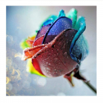 5D Teemantmaal Lilled Rhinestone Ristpistes Tikand Kingitus V&auml;rviline Roos Teemantmosaiik Pilt Kodukaunistus 30X30cm