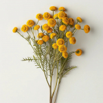 600 Tansy seemet &ndash; poolmetsik permakultuur