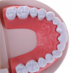 Meditsiin Hambahammaste mudel Varajase lapsep&otilde;lve &otilde;petamiseks m&otilde;eldud hammaste mudel lastele