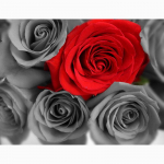 T&auml;is&uuml;mmarguse puuriga Teemanttikandid Roos 5D Teemantmaal Ristpistes Rhinestone 20X30CM