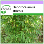 SAFLAX &ndash; Calcutta Bamboo &ndash; 50 seemet &ndash; Dendrocalamus strictus