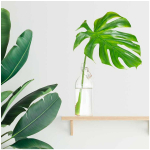 Les Tr&eacute;sors De Lily [Q6536] - Kleebiste leht  Jungle Tropical  roheline (monstera troopiline leht pudelis) - 50x70 cm roheline