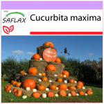 SAFLAX - K&otilde;rvits - Atlandi hiiglane - 7 seemet - Cucurbita maxima