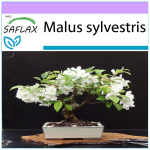 SAFLAX - Bonsai - Metsikkrabi - 30 seemet - Malus sylvestris