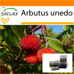 SAFLAX - Aed kotis - Maasikapuu - 50 seemet - Substraadiga sobivas p&uuml;stijas kotis - Arbutus unedo