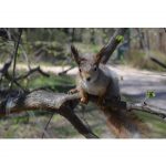 5D DIY Teemantmaali Loom Orav Rhinestone Pilt T&auml;is&uuml;marad teemanttikandid Ristpistes Kodukaunistus Full Round 20x30CM