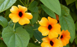 20 Black-Eyed Suzanne Seeds - lillede terrassipott - paljundatavad talupojaseemned - SemiWild