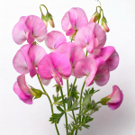 15 Cupid Pink Sweet Herne seemet &ndash; SemiSauvage Permaculture