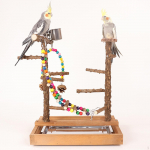 Papagoilindude m&auml;nguv&auml;ljak, n&auml;rimism&auml;nguasjad, treeningkeskus, m&auml;nguj&otilde;usaal, papagoi tugi