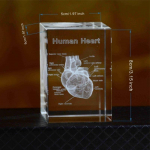 Kristall-s&uuml;damemudel kuubik 3D lasergraveeritud anatoomilised kujukesed Meditsiiniteadus Suveniirikingitused Kodukaunistus Paberkaal puhas