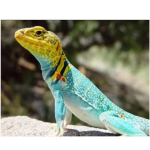 T&auml;ielik 5D Teemantmaaling Kameeleon Ainimal Tikand Ristpistes Kodukaunistus K&auml;sitsi valmistatud kingitus 20X25CM