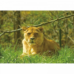 Uus DIY 5D Teemanttikandid Tiger Ristpistes Loomade maastik Teemantmaal T&auml;isruudukujuline &uuml;mmargune puurmosaiik Kodukaunistuse kingitus Full Round 15x20CM