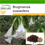 SAFLAX - Angel's Trumpet White - 10 seemet - Potisubstraadiga paremaks kasvatamiseks - Brugmansia suaveolens