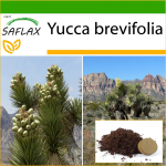 SAFLAX - Joshua Tree - 10 seemet - Potisubstraadiga paremaks kasvatamiseks - Yucca brevifolia