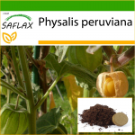 SAFLAX - Cape Gooseberry / Peruu kirss - 100 seemet - Potisubstraadiga paremaks kasvatamiseks - Physalis peruviana