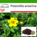 SAFLAX - Silverweed - 20 seemet - Potisubstraadiga paremaks kasvatamiseks - Potentilla anserina