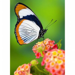 5D DIY teemantmaali liblikas ristpistes komplekt t&auml;isringi puur Tikand Loomamosaiik Kodukaunistuse komplekt Seinakunst Kingitus Full Round 20x30CM