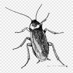 Prussaka Joonis Prussakas Putukas Pealekandmine Triikimistehnikaga Soojus&uuml;lekande Tr&uuml;kk Vin&uuml;&uuml;l Paigaldusm&auml;rgis R&otilde;ivastele DIY Aplikatsioonid Pestavad Paigaldusm&auml;rgid