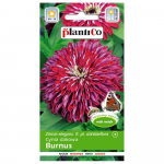 Dahlia zinnia Burnuse seemned 1g lilli aeda