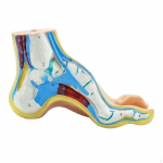 Anatoomiline jalamudel Inimese skelett Meditsiiniline Praktiline Digitaalsete t&auml;histega Teadusuuringuteks Clubfoot
