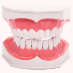 Laste suuhoolduse hambamudel harjamiseks &ndash; eemaldatavad alumised hambad, 2x suurus lasteaias &otilde;petamiseks null