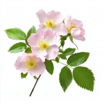 50 Graines d'Eglantier Sauvage (Rosa canina)