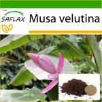 SAFLAX - Pink Velvet Banana - 8 seemet - Potisubstraadiga paremaks kasvatamiseks - Musa velutina