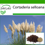 SAFLAX &ndash; Ameerika pamparohi &ndash; 200 seemet &ndash; Potisubstraadiga paremaks kasvatamiseks &ndash; Cortaderia selloana