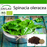 SAFLAX &ndash; Mahe &ndash; Spinat &ndash; Hiiglaslik talv &ndash; 250 seemet &ndash; Potisubstraadiga paremaks kasvatamiseks &ndash; Spinacia oleracea