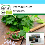 SAFLAX &ndash; kinkekomplekt &ndash; Orgaaniline &ndash; Hariliku lehe petersell &ndash; 600 seemet &ndash; Koos kinkekarbi, kaardi, etiketi ja potisubstraadiga &ndash; Petroselinum crispum