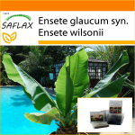 SAFLAX - Aed kotis - Lumibanaan - 10 seemet - Substraadiga sobivas p&uuml;stijas kotis - Ensete glaucum