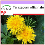 SAFLAX - V&otilde;ilill - 200 seemet - Taraxacum officinale