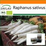 SAFLAX - Aed kotis - Mahe - Redis - Mooli Minowase - 100 seemet - Substraadiga sobivas p&uuml;stijas kotis - Raphanus sativus