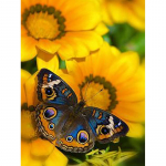 Tee isetehtud liblikas lill 5D teemantmaal T&auml;is&uuml;mmargune puur ristl&otilde;ikega komplektid Teemantmosaiik tikandid seinakunst Kodukaunistuse kingitus Full Round 20x30CM