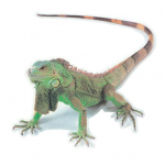 3D Spider Lizard Scorpion autokleebis S&otilde;iduki akna peegli kaitseraua kleebis