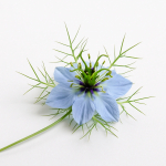 70 Graines de Nigelle de Damas (Nigella damascena)