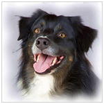 Teemanttikandid Bordercollie 5D Teemantmaali mosaiik Pilt K&auml;sitsi valmistatud kodukaunistus 20X30CM
