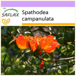 SAFLAX &ndash; Aafrika tulbipuu &ndash; 30 seemet &ndash; Spathodea campanulata