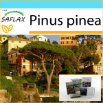 SAFLAX - Kingikomplekt - Kivim&auml;nd - 6 seemet - Kinkekarbi, kaardi, etiketi ja potisubstraadiga - Pinus pinea