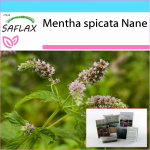SAFLAX &ndash; kinkekomplekt &ndash; Mehhiko nana piparm&uuml;nt &ndash; 500 seemet &ndash; Koos kinkekarbi, kaardi, etiketi ja potisubstraadiga &ndash; Mentha spicata