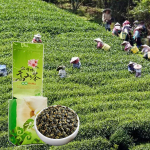 Jin Xuan Milk Oolong Tee 250g Kvaliteetne Tieguanyin Roheline Tee Superior Health Care Piimatee