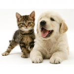 5D DIY t&auml;isringi/ruudukujuline teemantmaaling koer kass armas loom kivist tikandid ristpistes mosaiik kodukaunistus kingituste maal Full Round 20X30CM punane