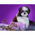 DIY Dog 5D Teemantmaaling Loomade Teemanttikandid T&auml;is&uuml;mmargune puur Mosaiik Rhinestone Ristpistes Kunstsein Kodukaunistuse kingitus Full Round 20x30CM